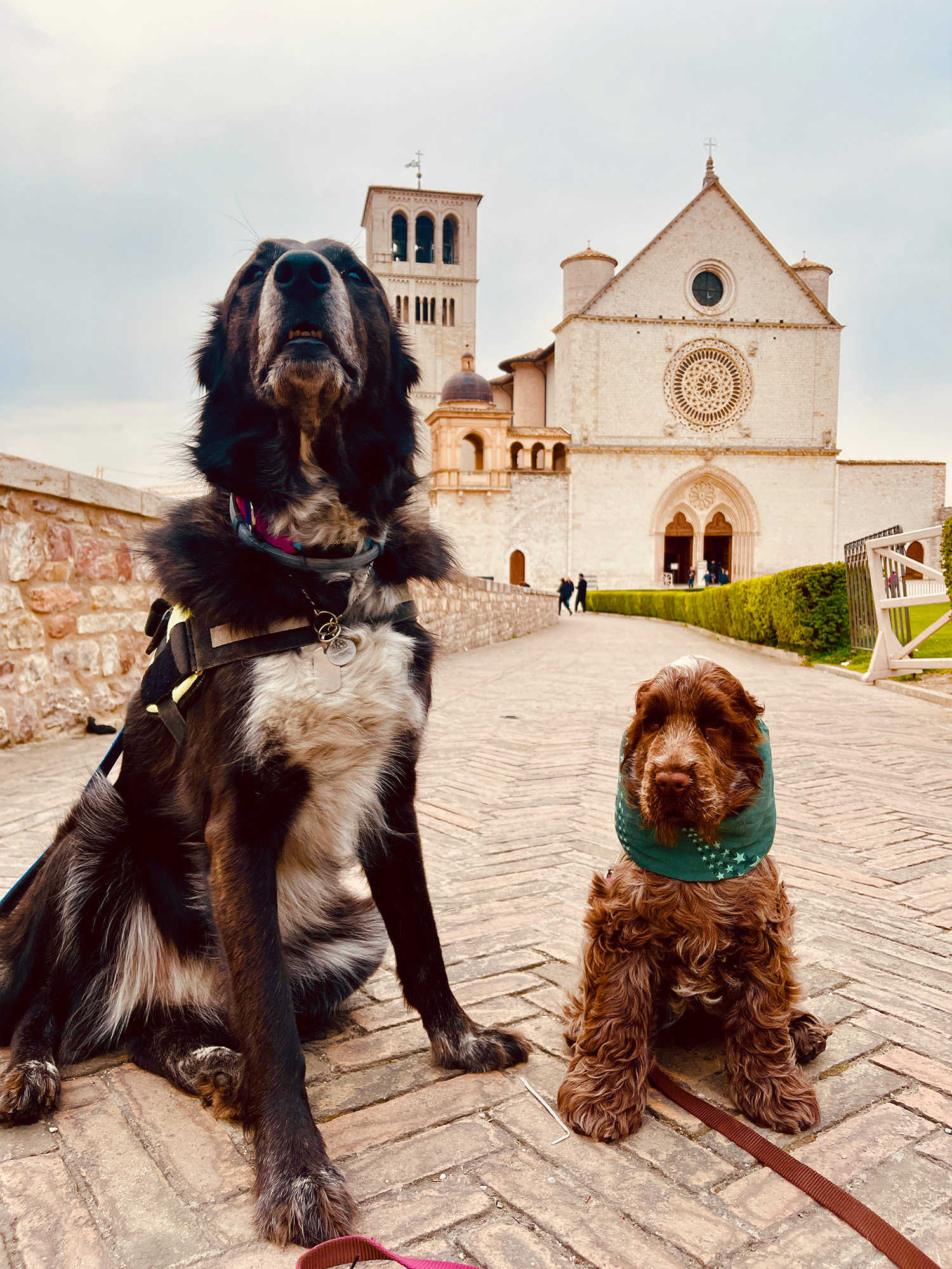 assisi-dog-freindly